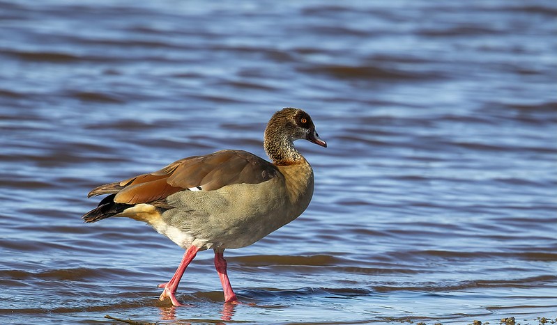 Lake Manyara National Park
