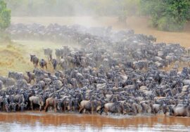 10 Days Tanzania safari, all northern parks in 1 trip! [Suitable to include the wildebeest migration]