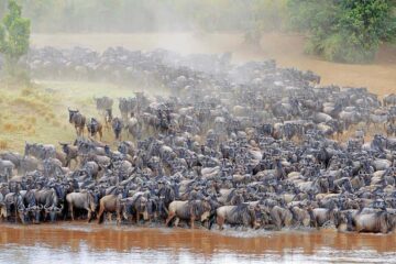 10 Days Tanzania safari, all northern parks in 1 trip! [Suitable to include the wildebeest migration]
