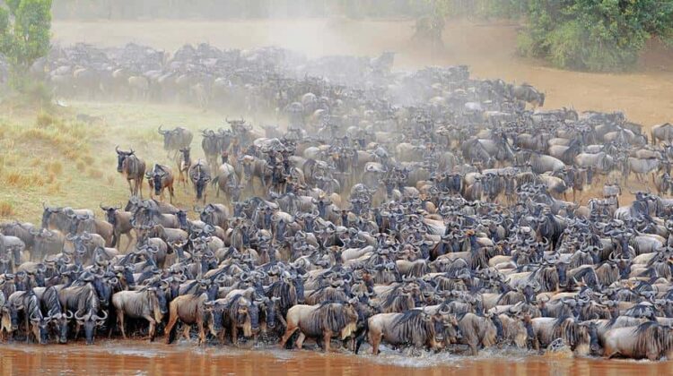 10 Days Tanzania safari, all northern parks in 1 trip! [Suitable to include the wildebeest migration]