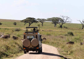 13 DAYS SAFARI + ZANZIBAR HOLIDAY