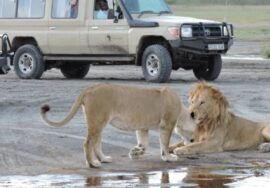 16 DAYS LONG SAFARI IN THE NORTHERN CIRCUIT