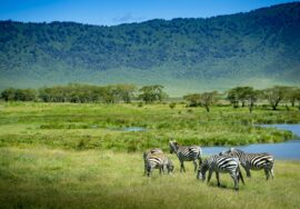 4-day Tanzania Safari extension