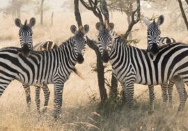 5-day Tanzania Safari extension