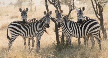 5-day Tanzania Safari extension