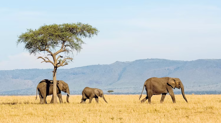 5-day Tanzania Safari extension – three northern parks