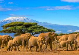 9 DAYS SAFARI VACATION TANZANIA [Suitable to include the WILDEBEEST MIGRATION]