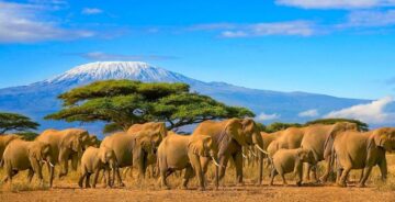 9 DAYS SAFARI VACATION TANZANIA [Suitable to include the WILDEBEEST MIGRATION]