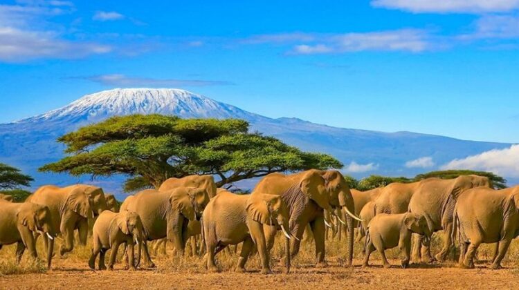 9 DAYS SAFARI VACATION TANZANIA [Suitable to include the WILDEBEEST MIGRATION]
