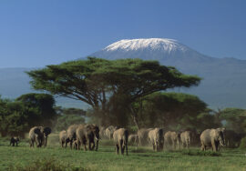 Arusha National Park