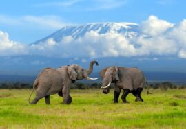 Exploring the Mountains of Tanzania: A Journey Through Altitude