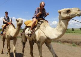 Meserani Snake Park, Maasai Museum and a camel ride