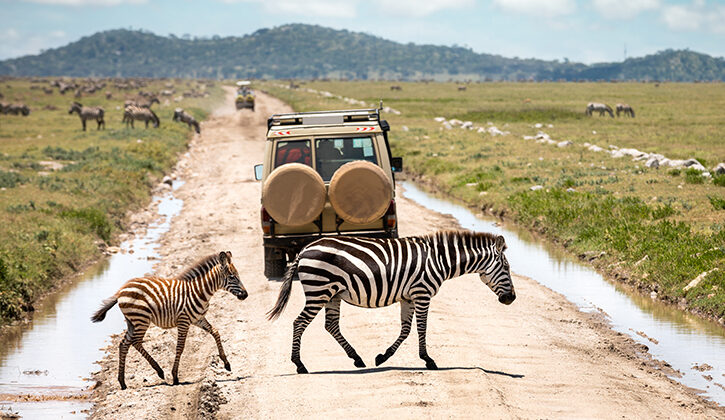 TANZANIA SAFARI