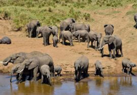 Tarangire National Park