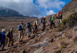 The Ultimate Beginner's Guide To Kilimanjaro Trekking – Have You Got What It Takes? Over 30,000 people try to climb Kilimanjaro