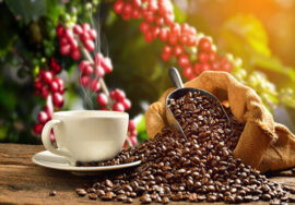 Visit a coffee plantation in Arusha