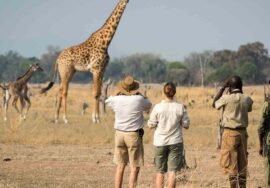 Walking safari Arusha National Park - Half day