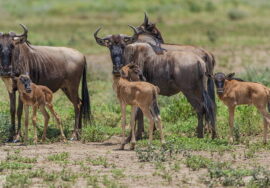 Wildebeest Calving / Wildebeest Calving Season
