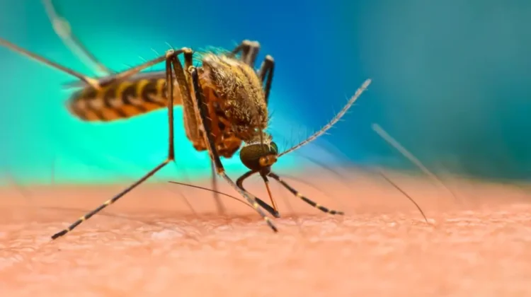 Tanzania Yellow Fever Requirements