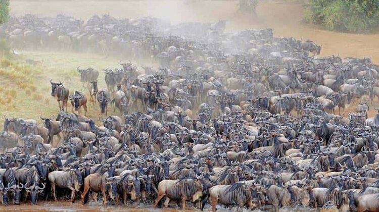 9 days safari [a chance to see the Wildebeest Migration and the famous Mara River crossing]