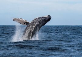 Humpback Whale watching tour Mafia