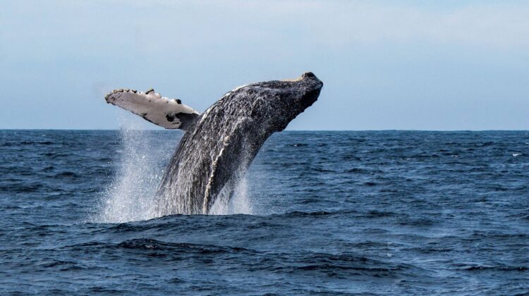 Humpback Whale watching tour Mafia