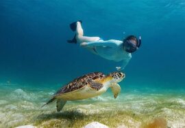 Snorkeling near Mnemba Island