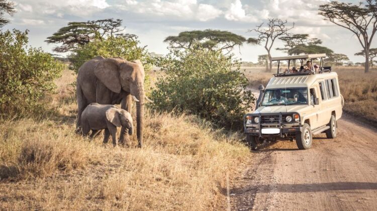 Why choose Adventure In The Wild Safaris for your safari?