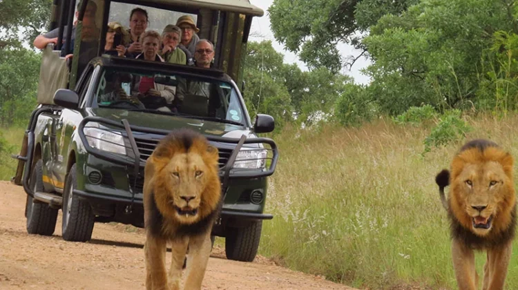 private safaris